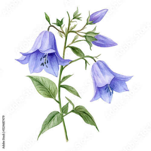 A Campanula Plant, watercolor drawing vector, high quality, isolated on a white background.