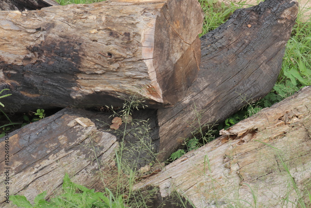 Obraz premium Three weathered logs lie amidst green grass displaying wood grain and charring details