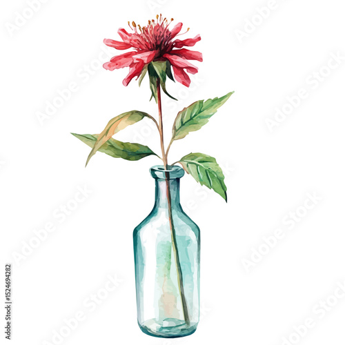 A Bee Balm In A Vase, watercolor vector, high quality, isolated on a white background.