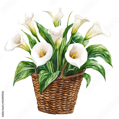 A Arum Lily Flower Basket, watercolor drawing vector, high quality, isolated on a white background.