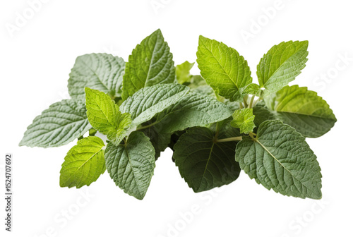 Patchouli Leafs Organic Skin Remedy