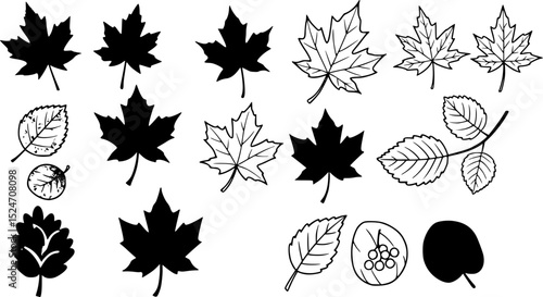 black maple leaves on white background; autumn design element