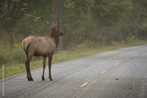 Wallpaper Mural Three Quarter Profile Of Young Bull Elk On Roadway Torontodigital.ca
