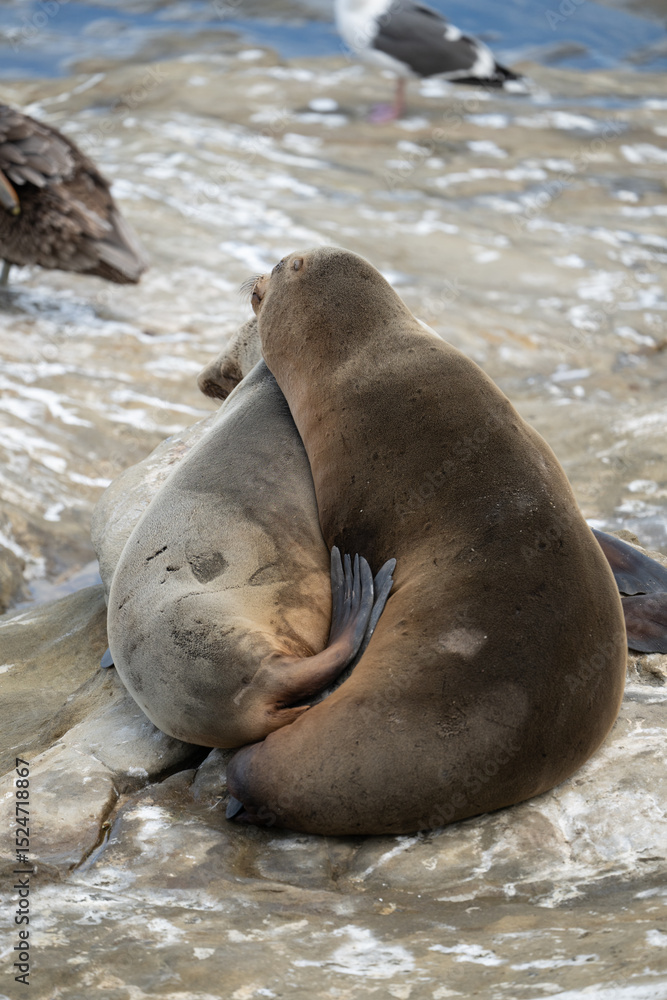 Fototapeta premium Two Sea Lions Snuggle On The Rocks at Point La Jolla