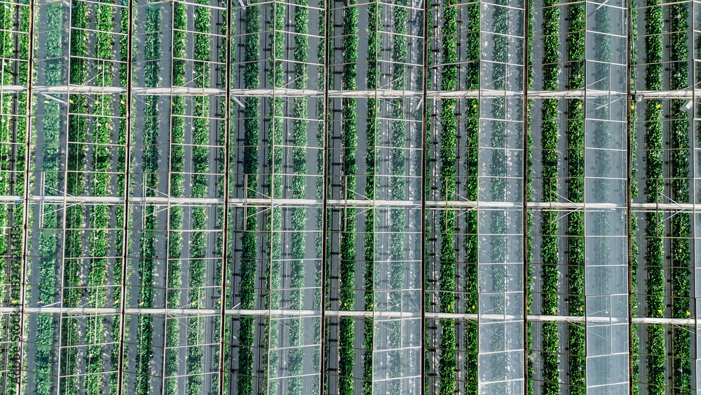Obraz premium Greenhouse aerial drone view background from above, large industrial greenhouses for growing vegetables, modern plantation glasshouse area, agriculture in the Netherlands