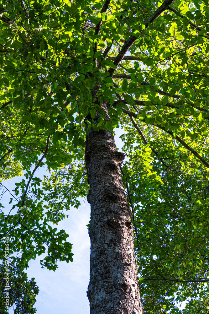 Fototapeta premium Giant green leaf big tree branch up to sky ant view sun light
