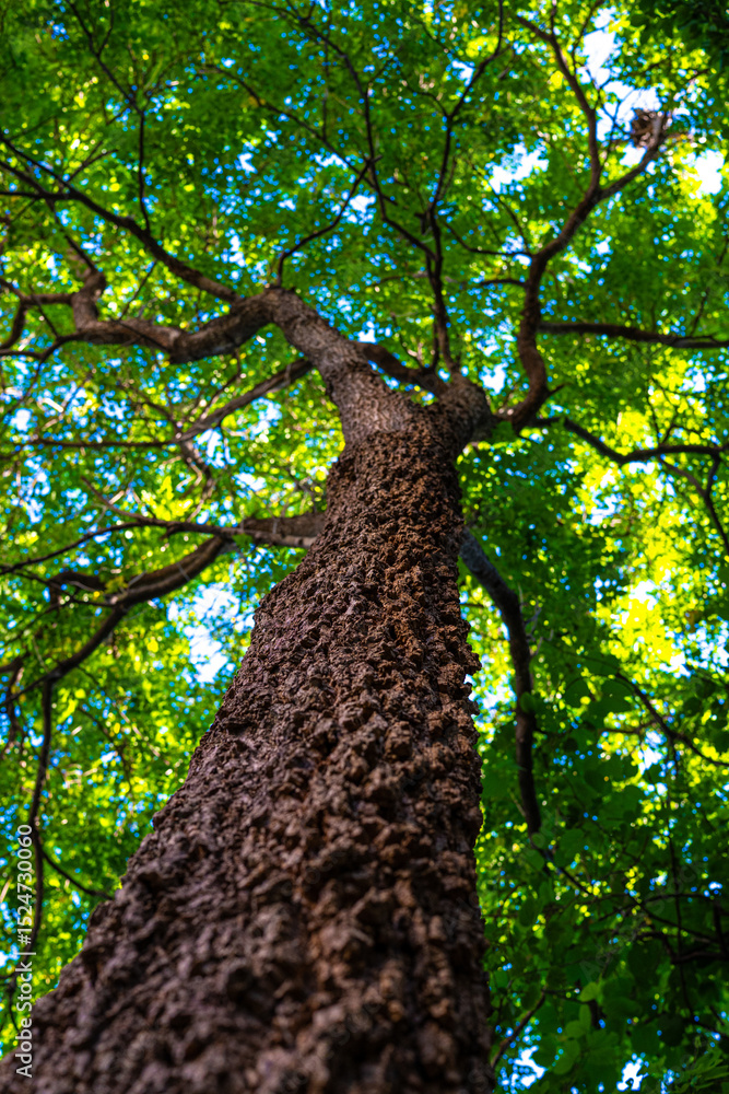 Fototapeta premium Giant green leaf big tree branch up to sky ant view sun light