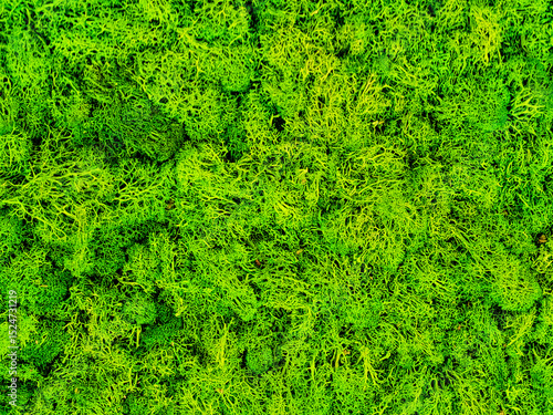 Macro close-up of vibrant green reindeer moss texture forming a lush, porous natural background ideal for eco interior design and biophilic decor projects.