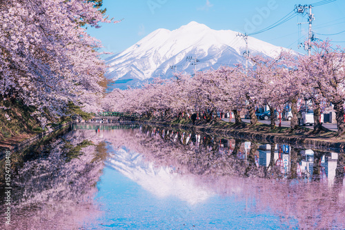 満開を迎えた青森・弘前公園の桜