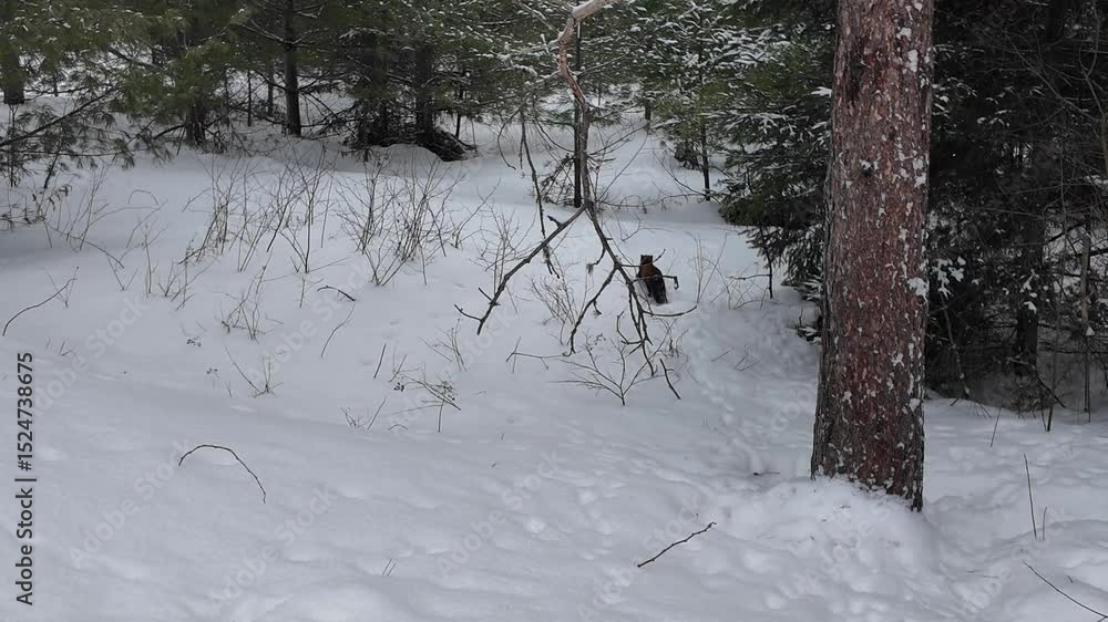 American Marten in Ontario, Canada American Marten in Ontario, Canada