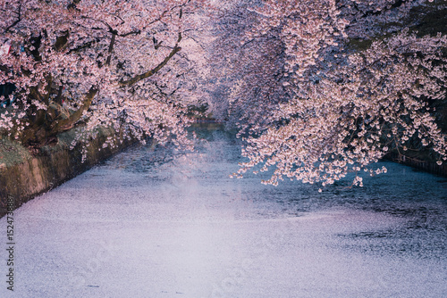 満開を迎えた青森・弘前公園の桜
