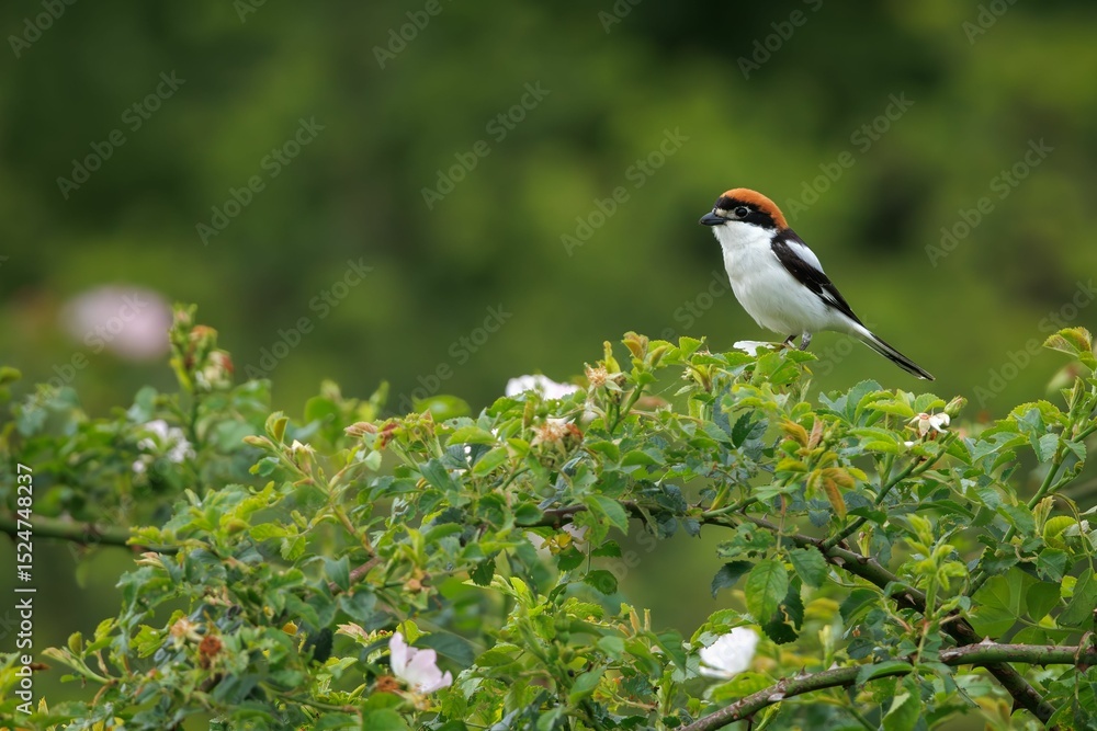 Bird perched on a lush green branch. Bird perched on a lush green branch.