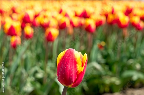 Close-up of tulip in bloom in the field in the Netherlands a main crop in Flevoland Noordoostpolder and Bollenstreek