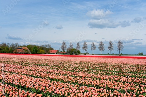 Wallpaper Mural Tulip fields in bloom in the Dutch province of Flevoland in the municipality Noordoostpolder is a colorful display of flowers Torontodigital.ca