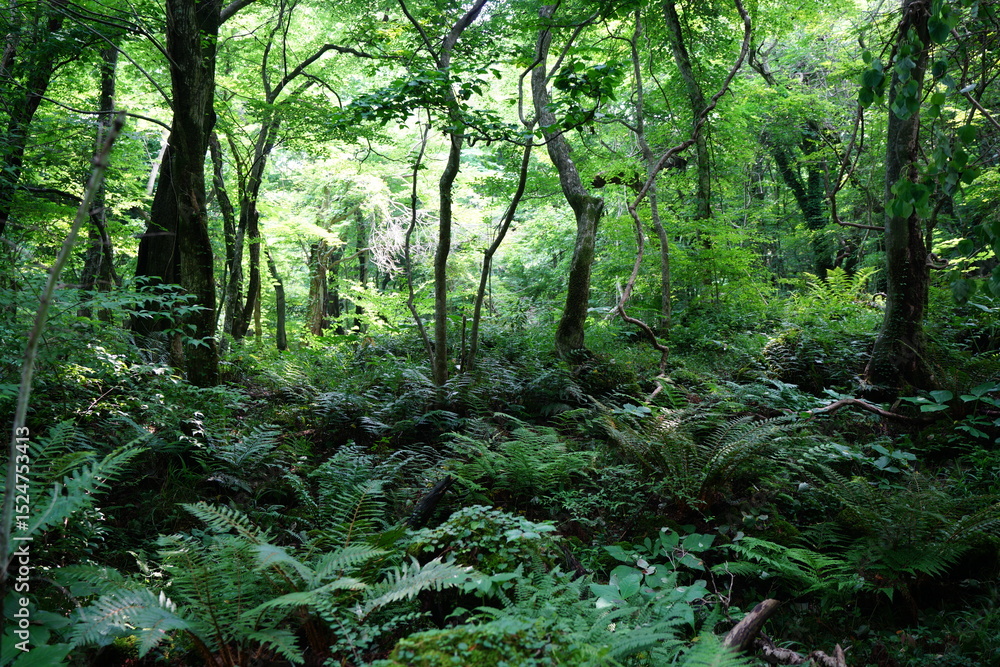 Fototapeta premium wild forest with dense ferns