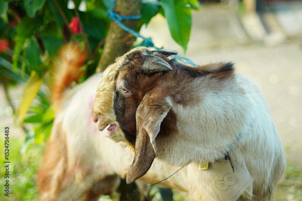 Obraz premium A male goat with a brown head and white body tied with a small rope in the park in the morning