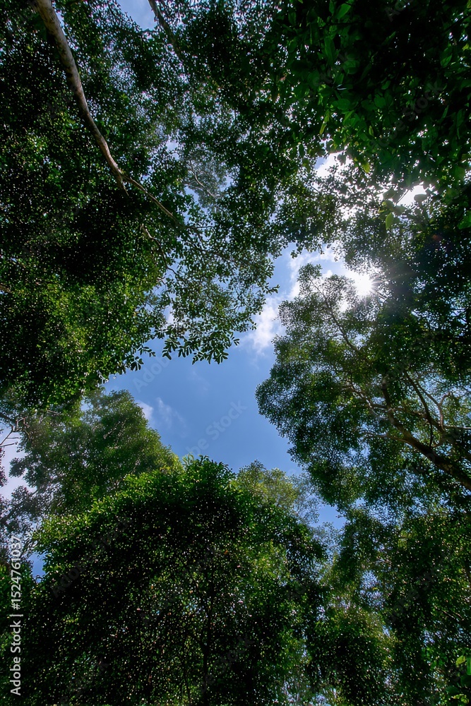 Fototapeta premium Sunlit Canopy in Lush Indonesian Rainforest A Stunning View of Nature's Beauty
