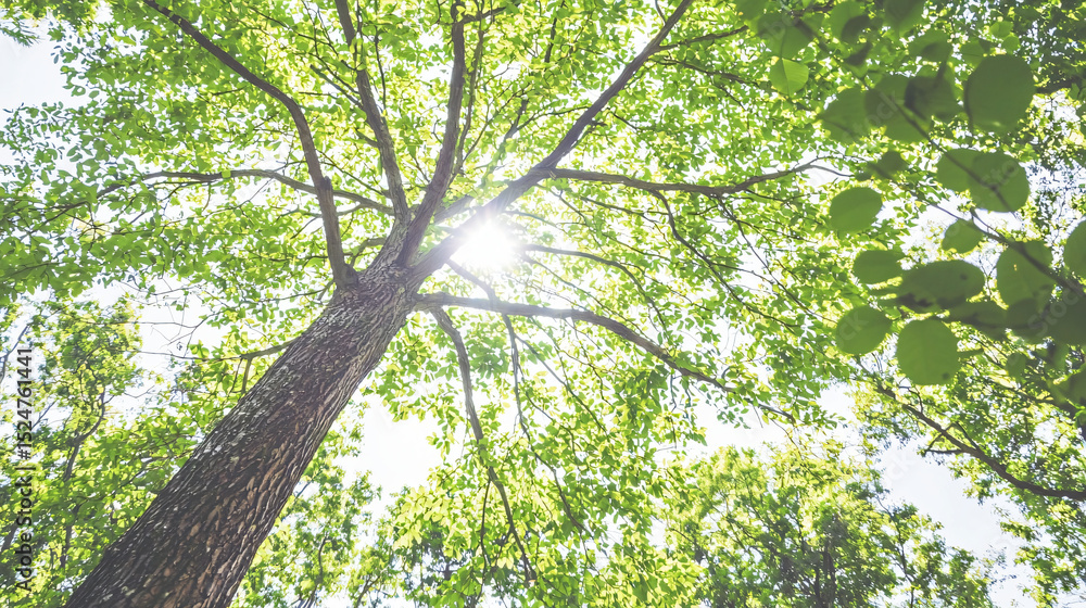 Fototapeta premium Majestic tree with brilliant sunlight shining through its leaves creating a serene atmosphere.