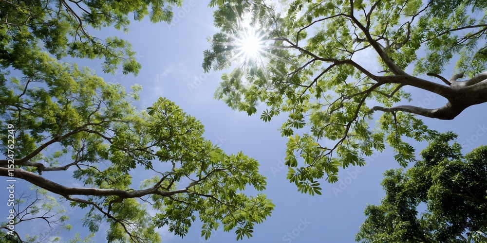 Fototapeta premium Sunlit Canopy Indonesian Trees Reaching for the Sky