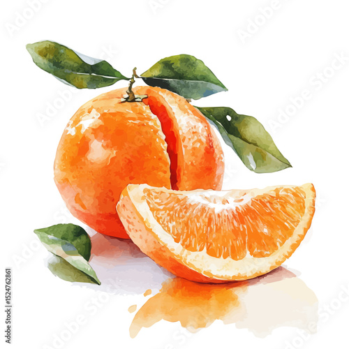 Mandarin Slice, watercolor drawing vector, high quality, isolated on a white background.