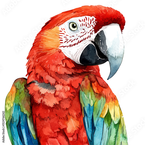 watercolor vector of Macaw Close Up, high quality, isolated on a white background.