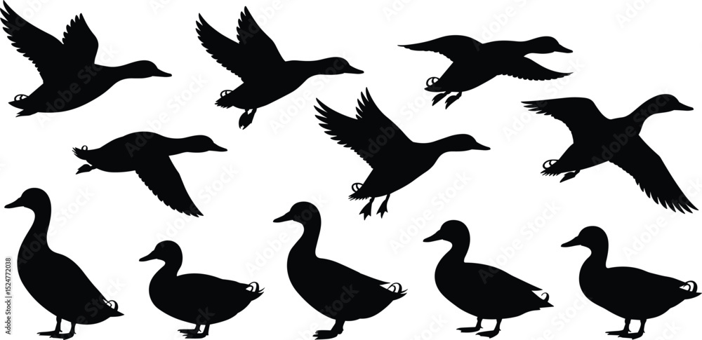 Fototapeta premium Silhouette vector of flying and standing ducks, waterfowl bird illustrations, wildlife animal shape, bird migration, black outline vector