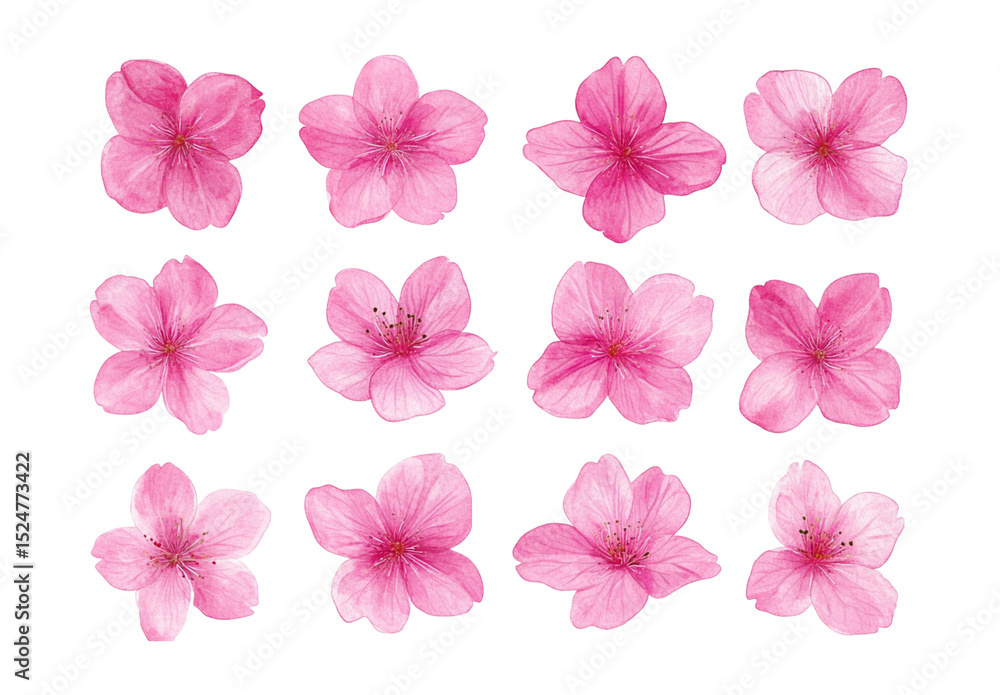 Fototapeta premium Watercolor vector illustration of pink cherry blossom on white background. 