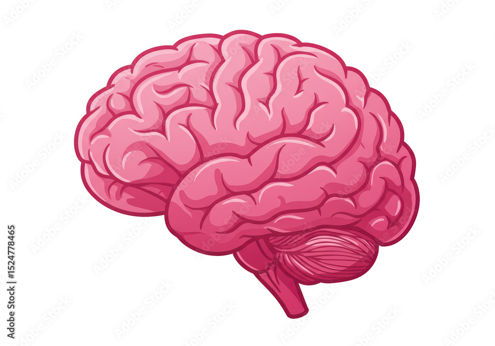 Isolated Human Brain Anatomical Organ Cognitive Function Isolated Human Brain Anatomical Organ Cognitive Function