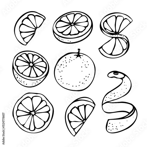 Hand-drawn mandarin fruit set. Whole mandarins, peeled segments, leaves, and blossoms. Outline style, vector EPS format. Perfect for packaging design, juice labels, farmers market graphics