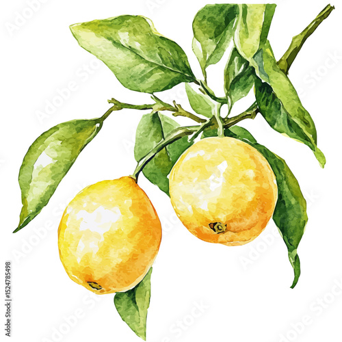 watercolor vector of Lemon Tree Ripe Fruit, high quality, isolated on a white background.