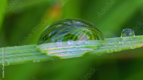Wallpaper Mural Dewdrop on blade of grass Torontodigital.ca