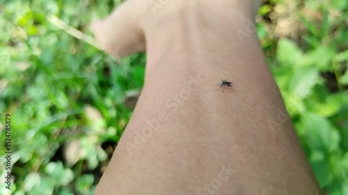 Aedes aegypti mosquito sucks blood from human hands. The Aedes aegypti mosquito is a cosmopolitan species that carries the dengue virus that causes dengue fever.