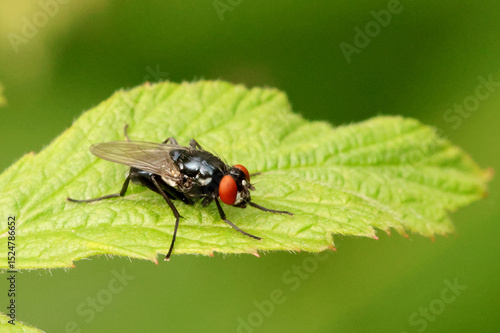 Photography Fly