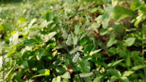 Oplismenus burmannii grass. This grass is useful as highly nutritious animal feed and traditional medicine.