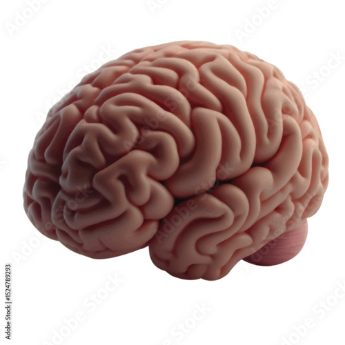human brain isolated on white