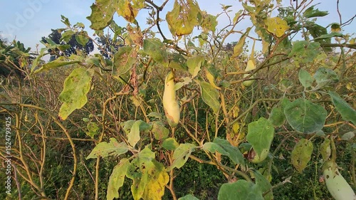 Pale Yellow Eggplant Growing on Bush in a Field