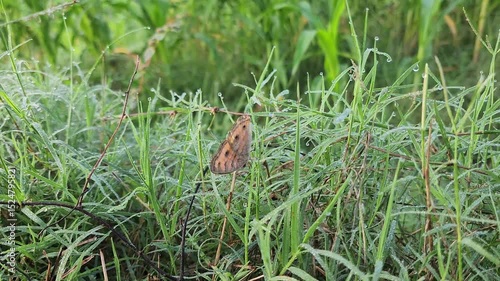 Brown Butterfly on Dew-Covered Green Grass