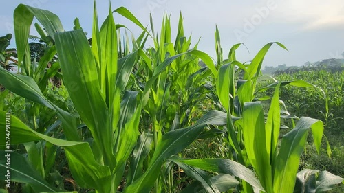 Lush Green Cornfield Under Bright Sunlight