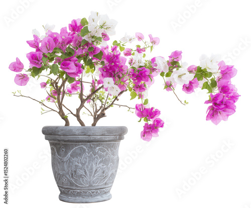 Wallpaper Mural Pink and white bougainvillea in ornate pot isolated on transparent background Torontodigital.ca