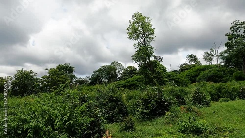 clouds over the forest