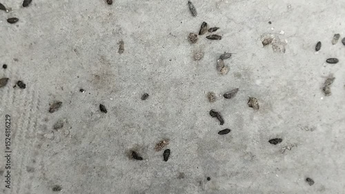 Rat droppings. rat droppings can cause various diseases