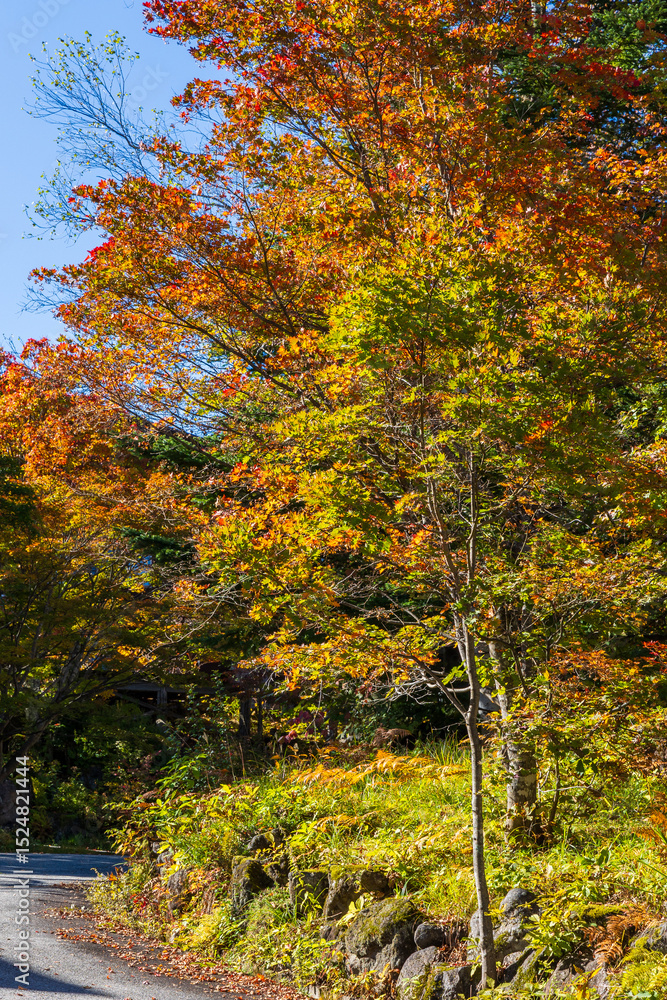 Fototapeta premium 日本の風景・秋 紅葉の乗鞍高原