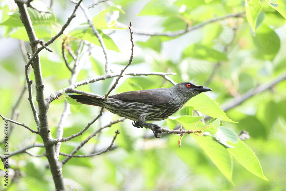 Fototapeta premium Asian glossy starling (Aplonis panayensis) is a species of starling in the family Sturnidae.This photo was taken in Japan.