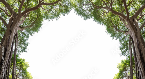 frame from branches of a banyan tree