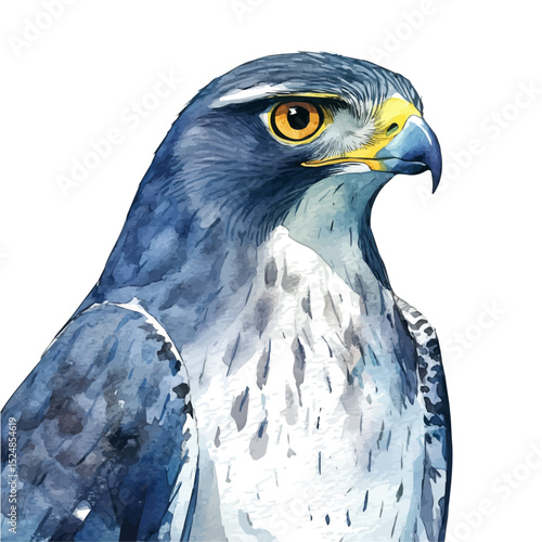 Goshawk Close Up, watercolor illustration vector, high quality, isolated on a white background.