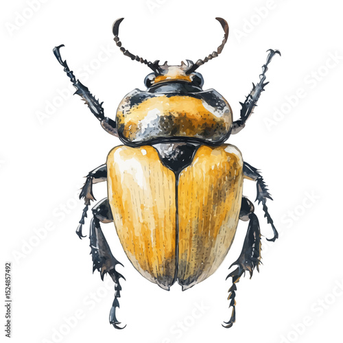 Goliath Beetle, watercolor drawing vector, high quality, isolated on a white background.