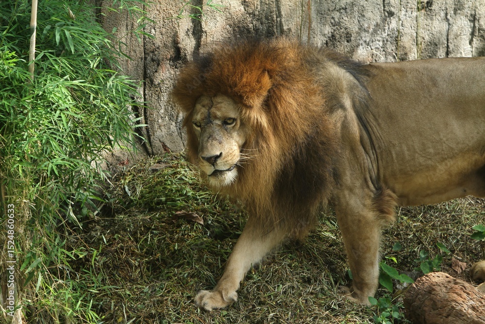 Naklejka premium A male lion walks around in the bushes at a zoo