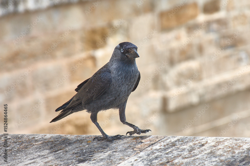 Fototapeta premium Western Jackdaw, Coloeus monedula, perched on a stone wall.