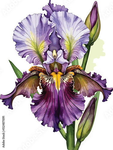 Tableau sur toile A delicate watercolor painting depicts three Bee Orchids (Ophrys apifera) featuring intricate petals that resemble bee-like shapes