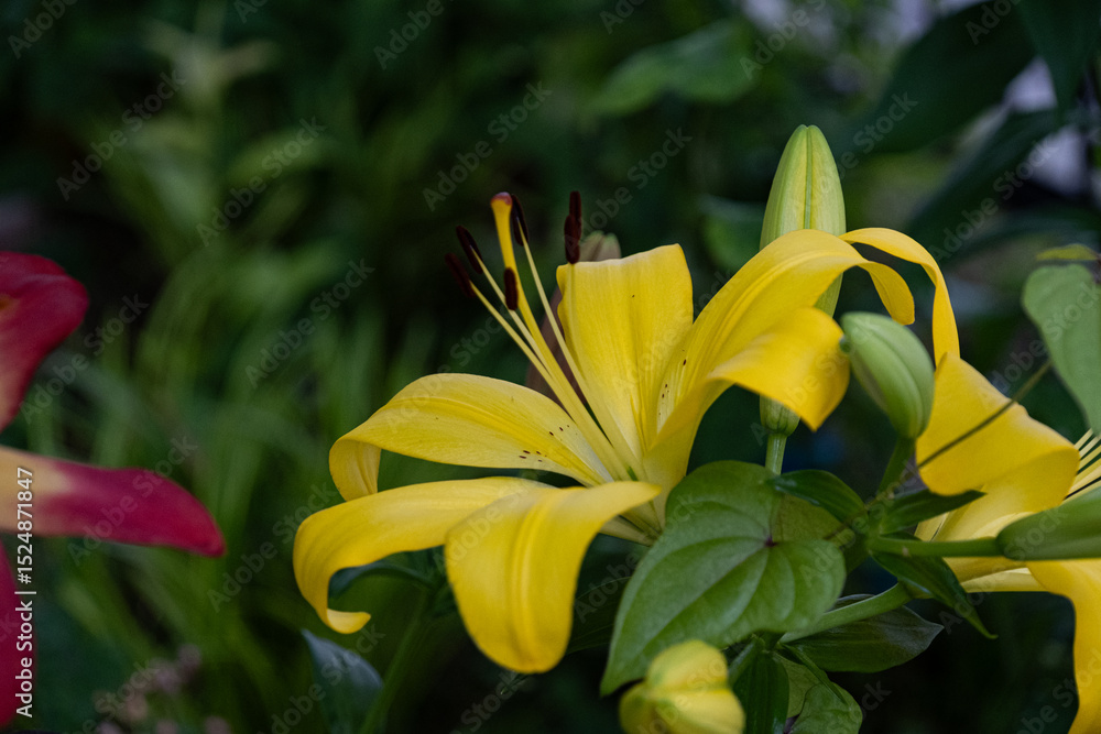 Obraz premium ユリ